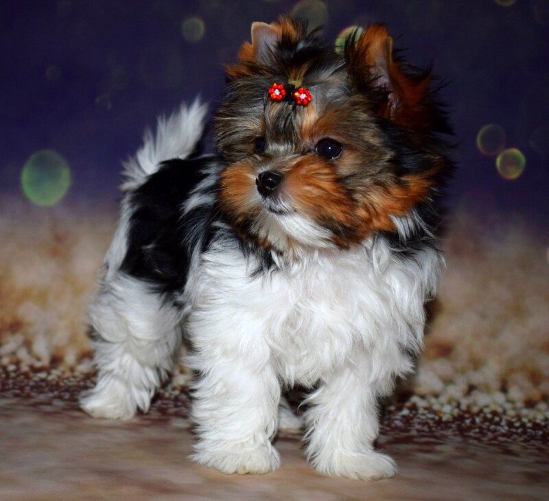 aaa