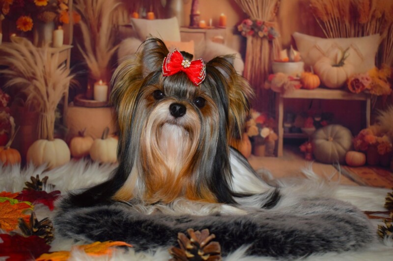 547548386_24689473927315397_2524613343017384939_n