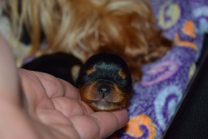 cloe