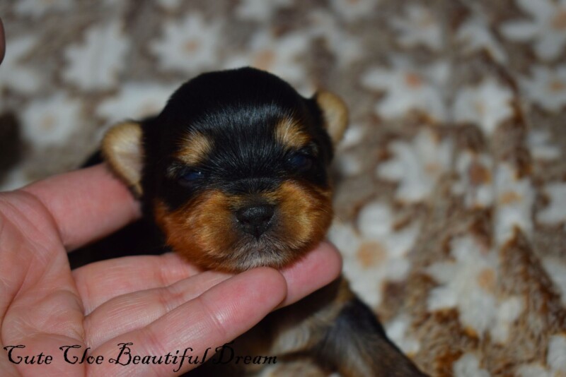 cloe