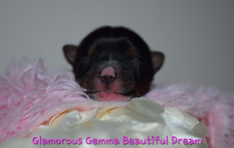 gemma