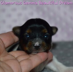 gemma